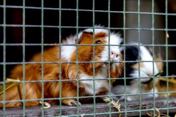 Cute guinea pigs on animal farm in hutch. Guinea pig in cage on natural eco farm. Animal livestock and ecological farming. Cute guinea pigs on animal farm in hutch. Guinea pig in cage on natural eco farm. Animal livestock and ecological farming.