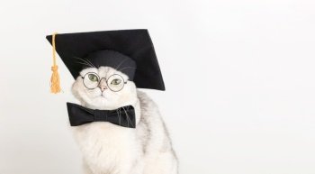 a cute white cat in a black prom hat, bow tie and glasses, isolated on a white background. wide banner. Copy space. a cute white cat in a black prom hat, bow tie and glasses, wide banner