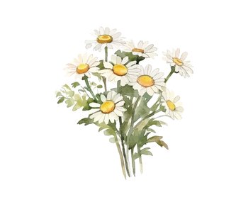 Bouquet of chamomile daisy flowers. Vector illustration design.