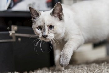 A sweet kitten trying to sneak around on a gray shag carpet
