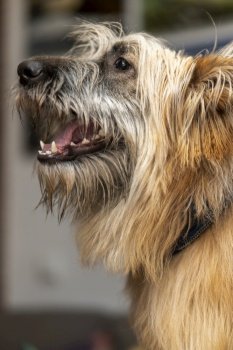Portrait of a pretty fluffy dog with its mouth open with all its lower teeth showing