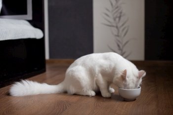 Cute white fluffy cat stuck his head in a bowl of food. Cute white fluffy cat eats food from a plate