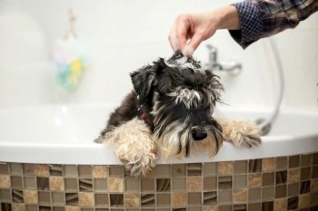 The Schnauzer dog is standing in the bathroom with foam on his head. The Schnauzer dog is standing in the bathroom with foam on his head, the owner’s hands