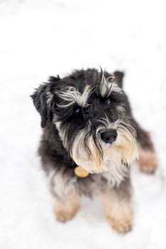 Portrait of a black and silver schnauzer sitting with a collar and a badge looking at the owner. Portrait of a black and silver schnauzer sitting in the snow with a collar and a badge