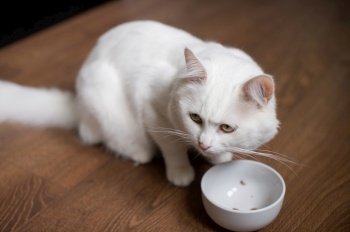 Cute white fluffy cat is sitting next to an empty plate and waiting for food. Cute white fluffy cat sitting next to an empty plate