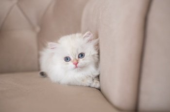 British kitten, sit on a chair, pet, fluffy kitten, small cat, cute animal, small eyes, baby. White longhair british kitten