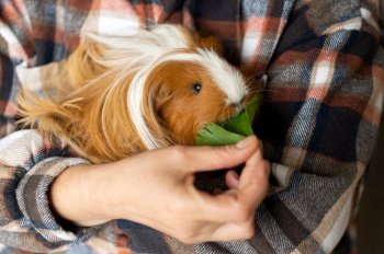 A man feeds a guinea pig with long hair with lettuce leaves. A man feeds a guinea pig with a long coat