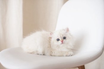 British kitten, sit on a chair, pet, fluffy kitten, small cat, cute animal, small eyes, baby. White longhair british kitten