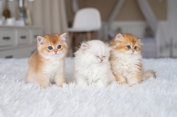 fluffy cats, purebred kittens, white cat, red kitten, scratching, cute cat, baby, veterinary, home care, pets. White purebred long-haired British kitten on the bed in the interior. Fluffy cat