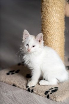walk around the house, sit on the floor, clean cat, white cat, veterinary, kennel, pets, hygiene, well-groomed cat, shelter, homeless, fluffy cat. Cute white little kitten walks around the house