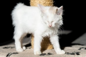 kitten sleeping, sleep, closed eyes, think, wait, hunger, rest, black background, white cat. a small white kitten is sitting near a scratching post in the sun