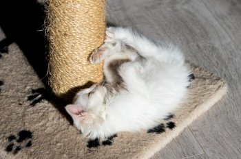 sleeping on the floor, clean cat, white cat, veterinary, kennel, pets, hygiene, well-groomed cat, shelter, homeless, fluffy cat, animal toys, healthy sleep, scratching post. Cute white little kitten sleeping near the scratching post