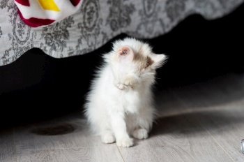 washing, lying on the floor, clean cat, white cat, veterinary, kennel, pets, hygiene, well-groomed cat, shelter, homeless, fluffy cat. a small white kitten lies near the scratching post and washes its paws
