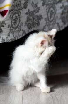 washing, lying on the floor, clean cat, white cat, veterinary, kennel, pets, hygiene, well-groomed cat, shelter, homeless, fluffy cat, vertical. a small white kitten lies near the scratching post and washes its paws