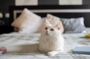 A cute white fluffy cat is lying on the bed next to a book and waiting for the hostess. Cute white fluffy cat is lying on the bed next to a book