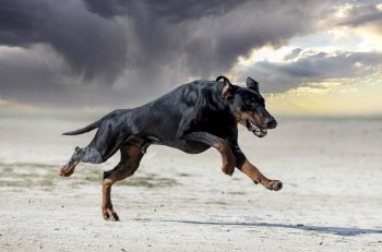 young dobermann pinscher training for protection in the nature 