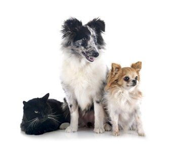 Shetland Sheepdog, chihuahua and cat in front of white background