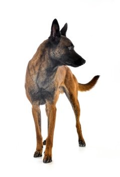 adult belgian shepherd in front of white background