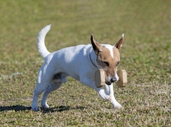 jack russel terrier is training for obedience competition in a club