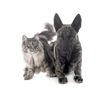 Dutch Shepherd and maine coon in front of white background