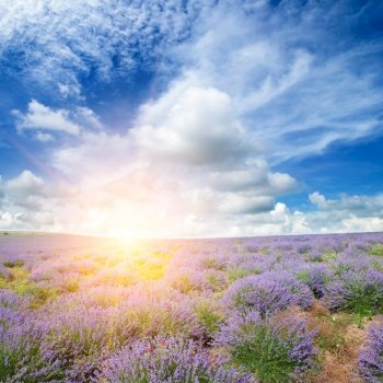 Vibrant lavender field and sunrise.