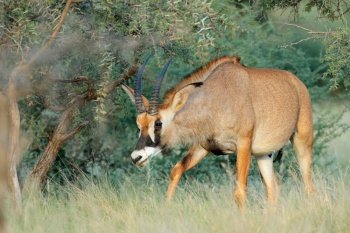 A rare roan antelope (Hippotragus equinus) in natural habitat, Mokala National Park, South Africa
