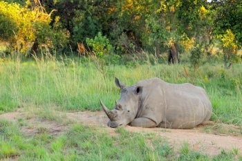 A white rhinoceros (Ceratotherium simum) resting in natural habitat, South Africa

