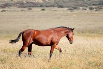 A free-range horse walking in open grassland, South Africa
