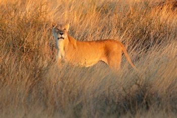 An alert lioness (Panthera leo) in dry grassland at sunset, Kalahari desert, South Africa
