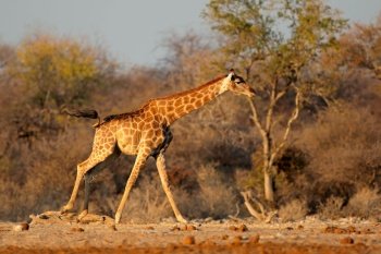 A giraffe (Giraffa camelopardalis) running, Etosha National Park, Namibia
