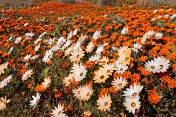 Colorful spring blooming wildflowers, Namaqualand, Northern Cape, South Africa

