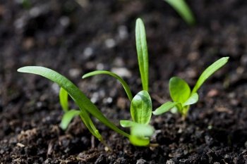 Young spinach seedlings or sprouts in black soil (Selective Focus, Focus on the upper part of the round leaf in the middle of the image). Young Spinach Seedlings or Sprouts