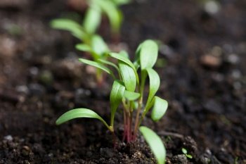 Young Swiss chard or mangold seedlings or sprouts in row in black soil (Very Shallow Depth of Field, Focus on parts of some leaves in the front). Young Swiss Chard Seedlings or Sprouts