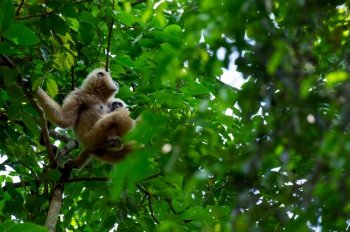 The mother monkey hugs the baby monkey on the tree. fertile hill forest. Kaeng Krachan National Park, Phetchaburi Province, Thailand. Mother monkey and baby monkey