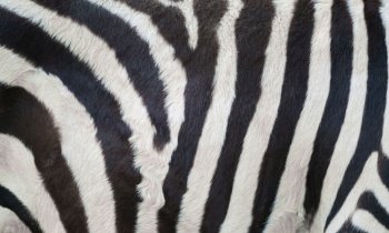 real zebra skin close up textured
