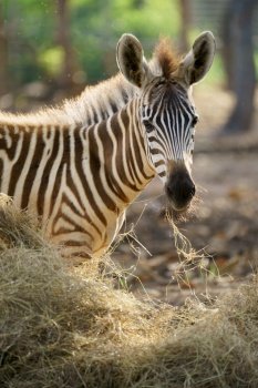 young zebra eating dried grass in zoo