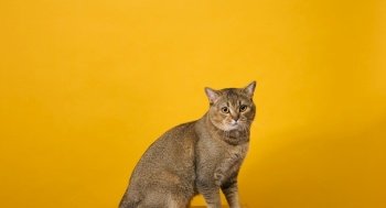 adult gray cat, short-haired Scottish straight-eared, sits on a yellow background.