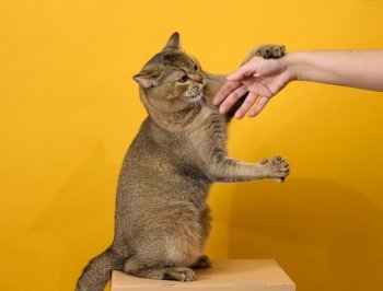 adult gray cat, short-haired Scottish straight-eared, sits on a yellow background. Woman’s hand trying to pet an animal