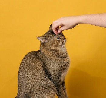 adult gray cat, short-haired Scottish straight-eared, sits on a yellow background. Woman’s hand stroking the head of an animal
