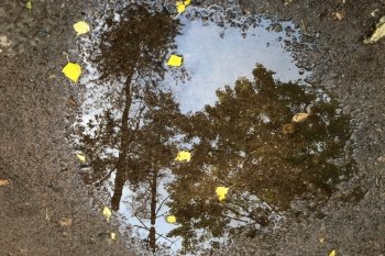 Theme of autumn and rainy weather. Mirror puddles and fall foliage