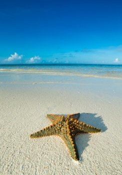 Starfish on the beach. sea