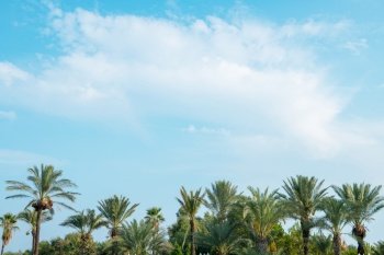 Tropical background of palm trees against blue sky.