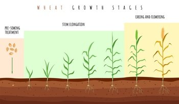 Wheat growth stages. Cereals crop maturation process, spikelet development steps, seeds and green plant, grain germination infographic, organic product vector isolated on white background concept. Wheat growth stages. Cereals crop maturation process, spikelet development steps, seeds and green plant, grain germination infographic, organic product vector isolated concept