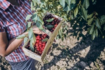 Woman picking cherries in orchard. Gardener working in garden. Farmer holding basket with ripe fruits