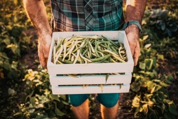 farmer harvesting green beans in garden organic farming concept