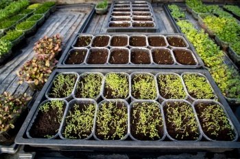 microgreens growing  organic bio gardening