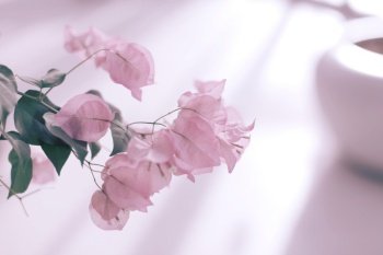 Bougainvillea pink flower on light and shadow horizontal background.  