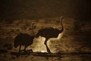 African Ostrich couple grooming in sand in backlit at dawn in Kgalagadi transfrontier park, South Africa ; Specie Struthio camelus family of Struthionidae. African Ostrich in Kgalagadi transfrontier park, South Africa