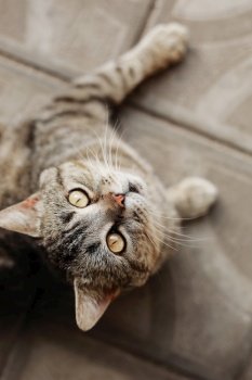 Purebred british shorthair cat lying down, looking at camera. cute adorable pet cat.. Purebred british shorthair cat lying down, looking at camera. cute adorable pet cat
