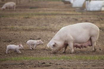 Female Pig With Baby Piglets Outdoors On Livestock Farm